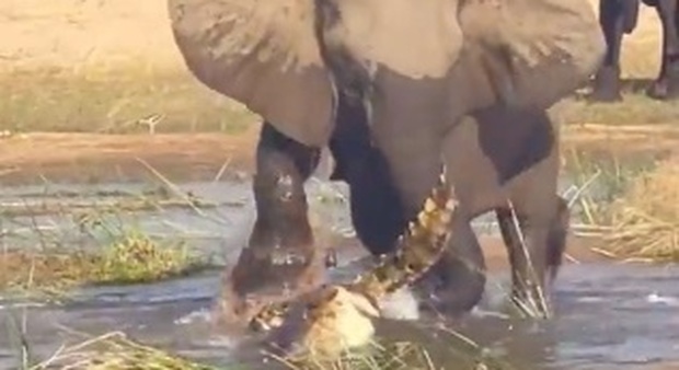 un momento del combattimento tra l'elefantessa e il coccodrillo
