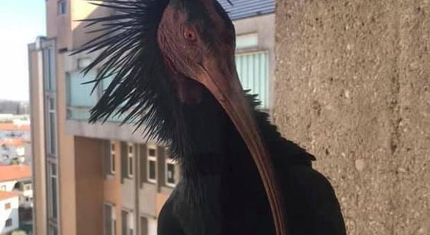 L'ibis fuggito che si è rifugiato in pediatria