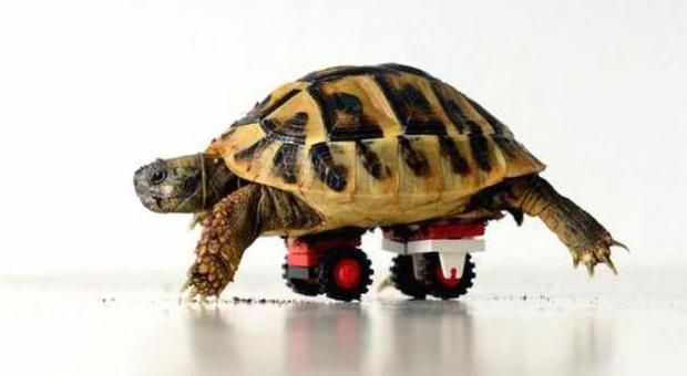 La tartaruga resta invalida, il veterinario inventa una protesi con i mattoncini Lego