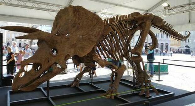 Big John nel Guinness, è il più grande triceratopo catalogato
