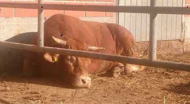 Bruno, il toro scappato dal macello ma subito riacciuffato: campagna per salvarlo