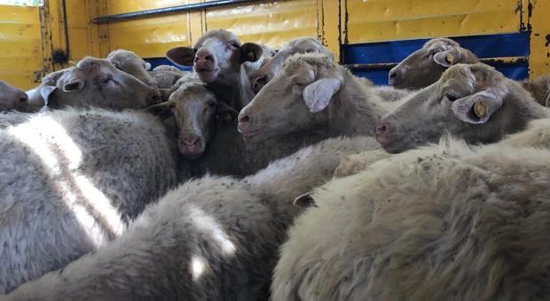 Roma, sequestrate 40 pecore in zona Laurentina: malate, tenute sotto il sole e con poca acqua