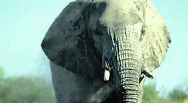 Africa, la strage infinita degli elefanti: «Tra 10 anni non ce ne saranno più»