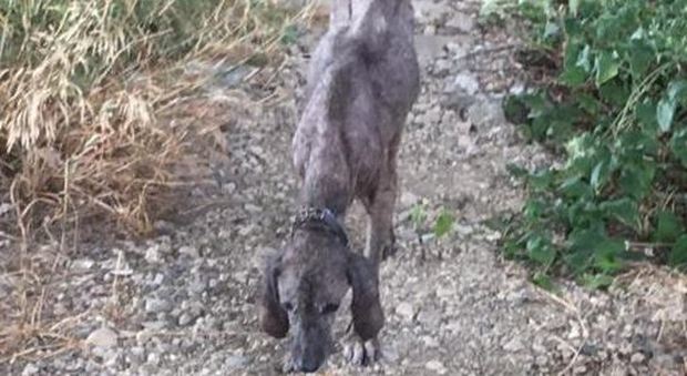 Il cane si era smarrito quattro anni fa a Potenza: ritrovato a Buccino