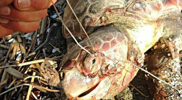 La strage delle tartarughe: tre ritrovate morte spiaggiate in Campania