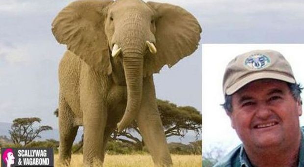 Elefante calpesta e uccide il cacciatore che gli stava sparando. E il web applaude