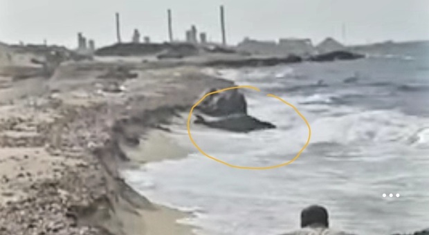 La rarissima foca monaca nelle immagini riprese in Libia (immag e video diffusi su Fb da Bado Society for Environm e su You Tube da Bado Zuwara)