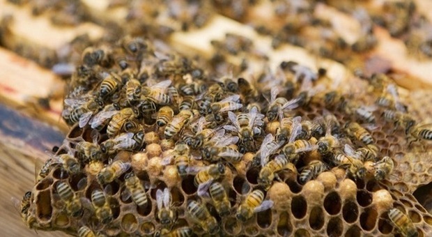 Dal veleno delle api una possibile cura contro il tumore al seno
