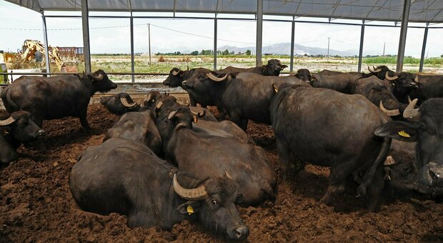 Allarme brucellosi, allevatori campani contro gli abbattimenti dei bufali