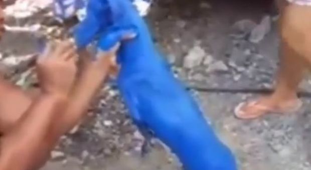 Cane dipinto con la vernice blu, la violenza fa il giro del mondo: «Volevo solo guarirlo dalla scabbia»