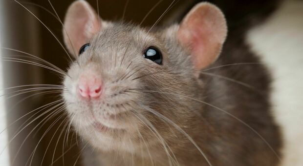 Vegana rifiuta la derattizzazione: «Non posso uccidere i topi, sono i miei animali domestici»