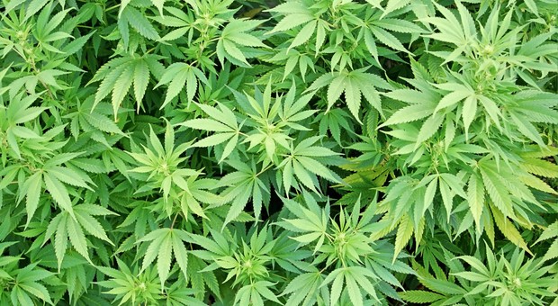 Una piantagione di marijuana in manette il coltivatore 56enne