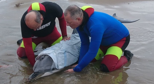 Delfino spiaggiato ad Anzio: corsa contro il tempo per salvarlo
