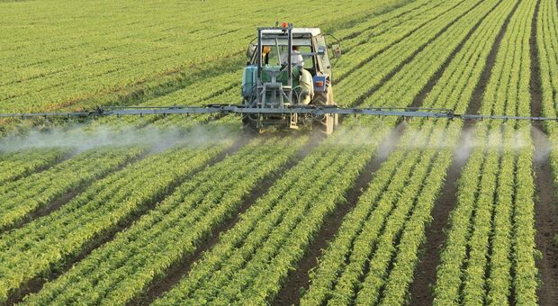 L'Ue ritira dal mercato il pesticida Mancozeb: «Dannoso per l'ambiente»