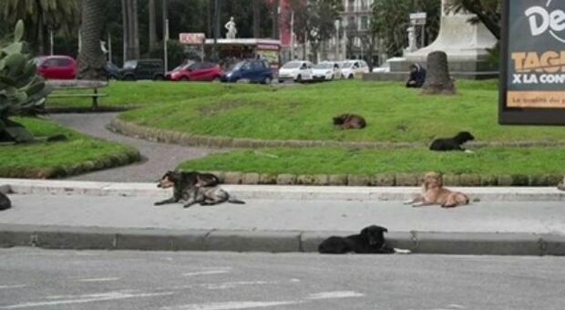 Lockdown a Napoli, protesta a Chiaia: «I cani si sono impossessati dei giardini di piazza Vittoria»