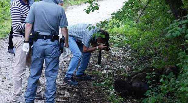 L'orso trovato morto a Pettorano è stato ucciso da una fucilata