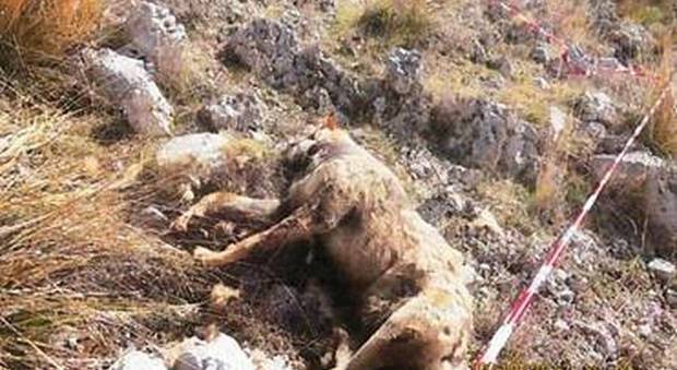 Si aggirava nel golfo di Policastro: ucciso lupo in Campania