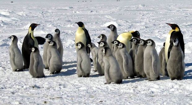 Pinguini imperatori, cancellata la più grande colonia in Antartide