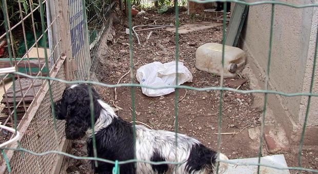 Cane impiccato a Roma, gli ambientalisti: «Carcere fino a sei anni, non solo una denuncia»