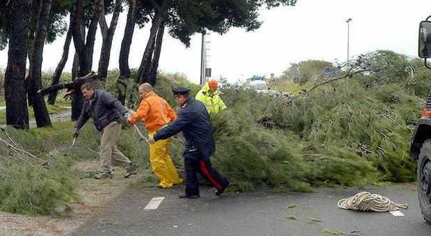 Nubifragio in Bassa Sabina alberi abbattuti, traffico in tilt