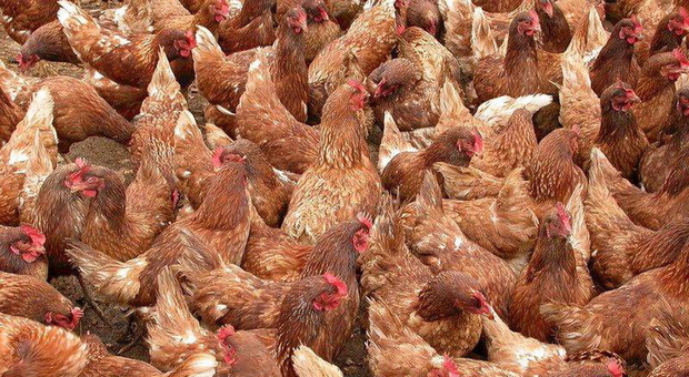 Vigonovo. "Guerra" alle galline ovaiole, quattro comuni dicono no al nuovo allevamento: sono oltre 40mila e mettono a rischio la salute dei residenti