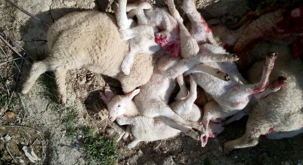 Fermo, un’altra strage di pecore Nuovo assalto di lupi nella notte