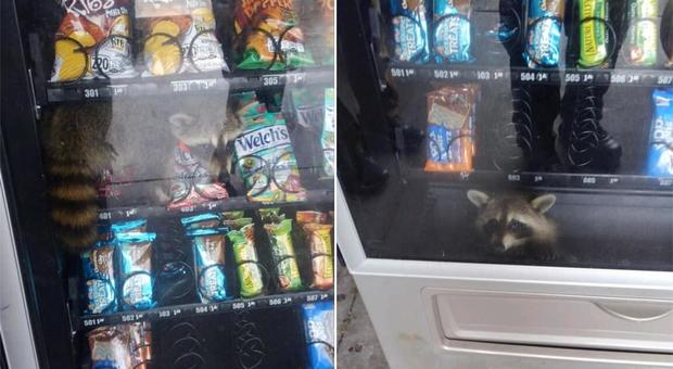 Il procione goloso resta intrappolato nel distributore automatico di snack: liberato dalla polizia