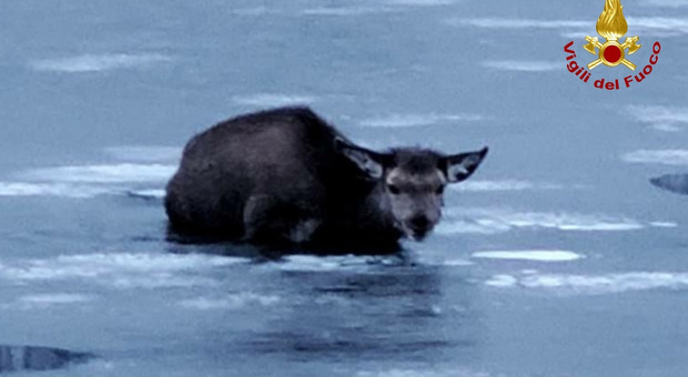 Il cervo finito nel lago a Tarvisio