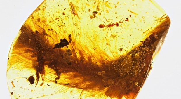 Trova un pezzo d'ambra al mercato: dentro c'è la coda piumata di un dinosauro