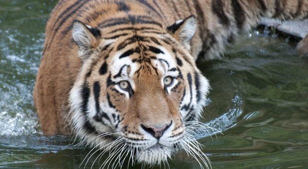 Tigri a rischio estinzione: sono meno di 4.000 in tutto il mondo