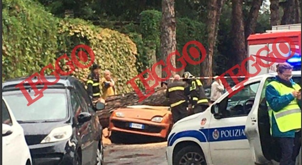 Roma, albero crolla e distrugge un'auto a Mostacciano Foto