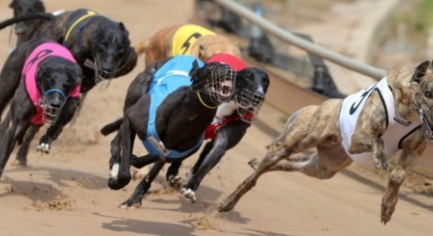Australia, abolite le corse dei levrieri: animali vivi come esche, legati e poi sbranati dai cani