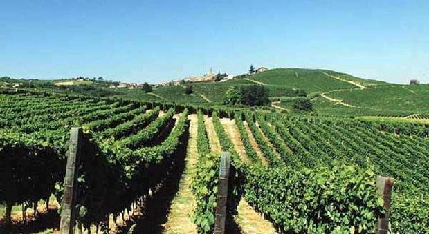 Agricoltura e vino: Doc Friuli diventa realtà dopo 40 anni di attesa