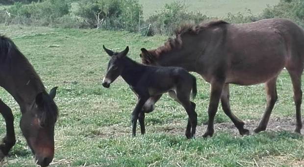 Il miracolo di Quarantena, il puledro nato da una mula