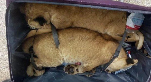 Il Cairo, narcotizza due cuccioli di leone e li nasconde in valigia: arrestato