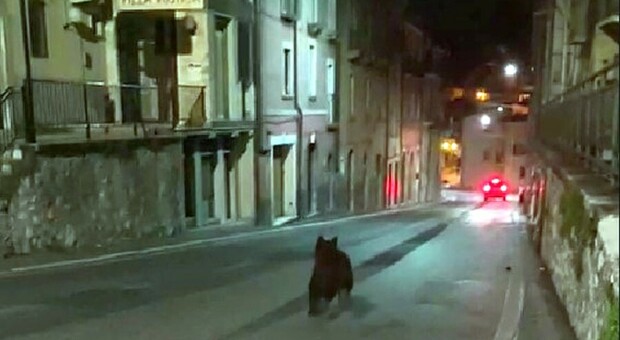 Abruzzo, caccia all'orso nel centro di Celano per scattare foto. L'animale fugge terrorizzato