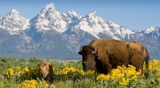 Andare a spasso tra alci e bisonti nel meraviglioso parco di Yellowstone