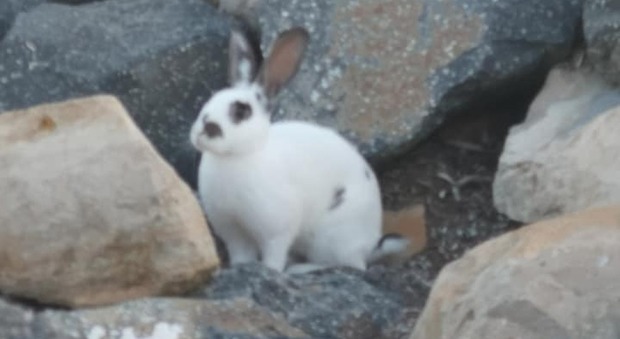 Il coniglio al mare a Ladispoli