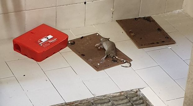 Topi e scarafaggi nell'ex cucina dell'ospedale: consigliere dai carabinieri