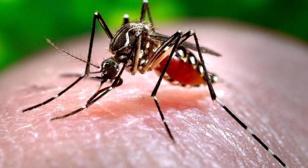 Zanzara infetta, l'Oms avverte: "Attenti, rischio epidemia"