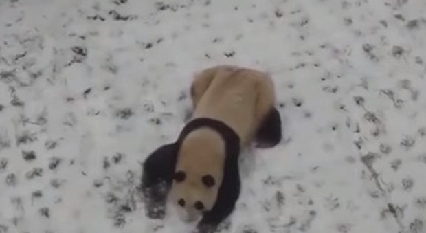 Cina, l'incontenibile allegria di un panda che si rotola sulla neve