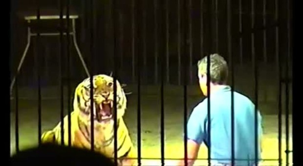 Domatore sbranato da quattro tigri durante l'addestramento, la Polizia sequestra gli animali e apre un'indagine
