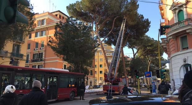 Roma, c'è un ramo pericolante: traffico in tilt in corso Trieste, pendolari costretti a scendere dai bus