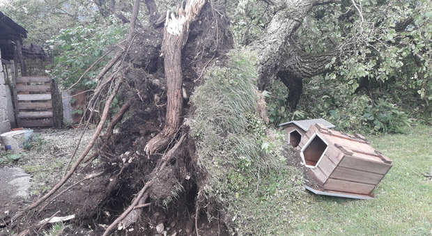 Grandinate, alberi abbattuti: il forte vento danneggia tetto ospedale