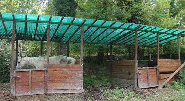 Urbino, cavalli lasciati morire di fame e sete Irruzione e sequestro nell'allevamento-lager