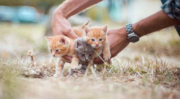 Gatti spariti a Frassinelle: cosa sta succedendo? - Foto di Olga Ozik da Pixabay