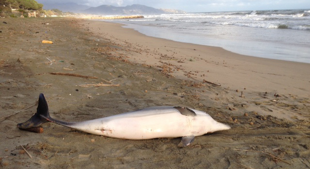 Delfino morto in spiaggia a Fondi, avviati gli accertamenti della Guardia costiera