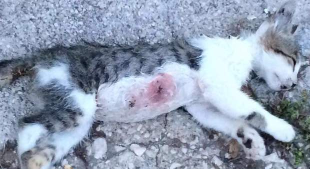 Capua: gattini randagi uccisi a colpi di pistola