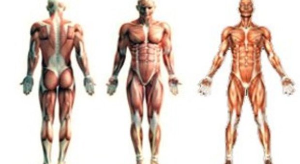 Google mappa il corpo umano per stabilire come funziona un organismo sano e vincere le malattie