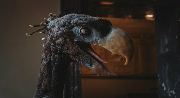 L'uccello del terrore, scoperto il pennuto letale preistorico: sembra uscito da Jurassic Park